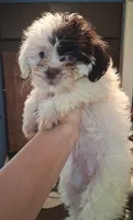 Silver, a female Shihpoo for sale in Rochester, IN – 1 of 2