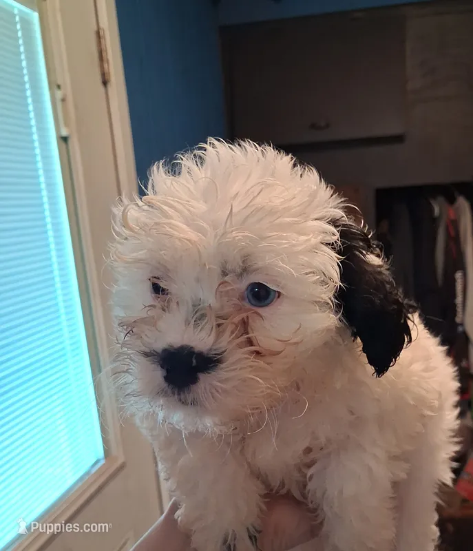 Star – Shihpoo puppy for sale in Rochester, IN