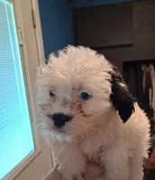 Star, a female Shihpoo for sale in Rochester, IN – 3 of 3
