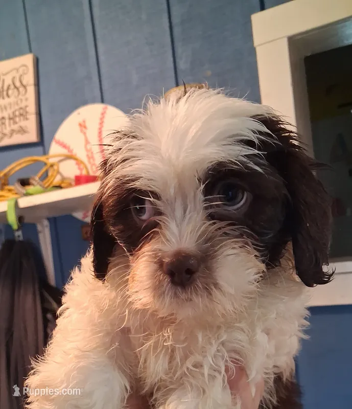 Cowie – Shihpoo puppy for sale in Rochester, IN