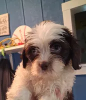 Cowie, a male Shihpoo for sale in Rochester, IN – 1 of 3