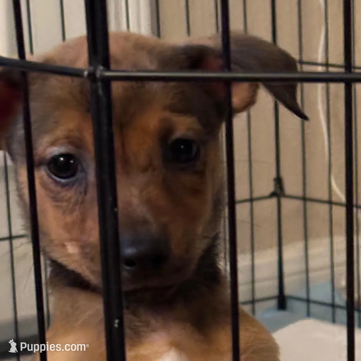 Brownie – Jack Russell Terrier, Dachshund puppy for sale in Houston, TX