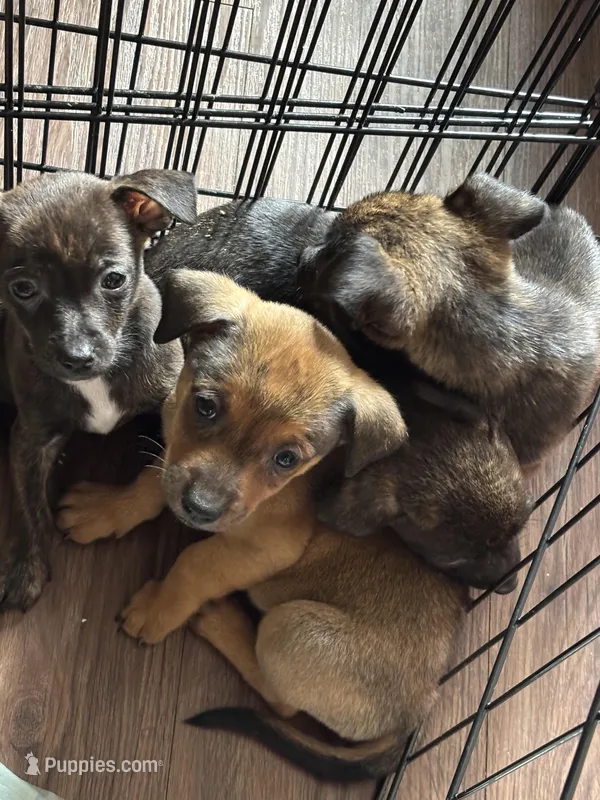 Brownie – Jack Russell Terrier, Dachshund puppy for sale in Houston, TX