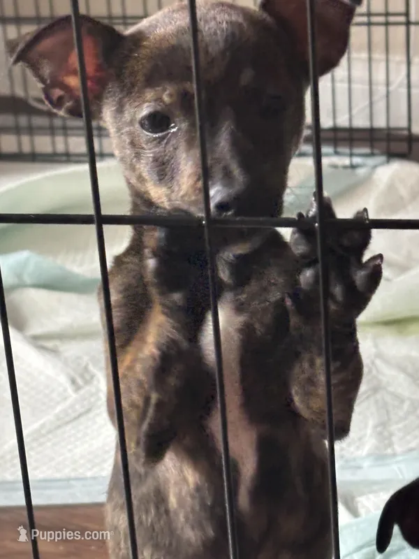 Blackie  – Jack Russell Terrier puppy for sale in Houston, TX