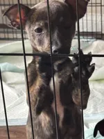 Blackie , a female Jack Russell Terrier for sale in Houston, TX – Photo 1 of 2