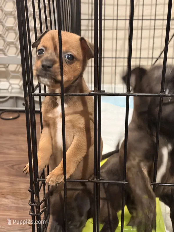 Rex  – Jack Russell Terrier, Dachshund puppy for sale in Houston, TX