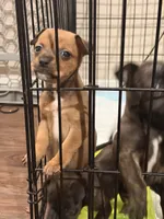 Rex , a male Jack Russell Terrier and Dachshund for sale in Houston, TX – 1 of 4