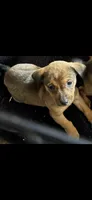 Rex , a male Jack Russell Terrier and Dachshund for sale in Houston, TX – 3 of 4