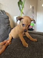 Rex , a male Jack Russell Terrier and Dachshund for sale in Houston, TX – 2 of 4