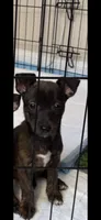 Delilah, a female Jack Russell Terrier and Dachshund for sale in Houston, TX – 3 of 3