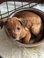 Rex , a male Jack Russell Terrier and Dachshund for sale in Houston, TX – 4 of 4