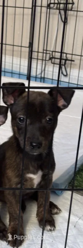 Delilah – Jack Russell Terrier, Dachshund puppy for sale in Houston, TX