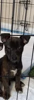 Delilah, a female Jack Russell Terrier and Dachshund for sale in Houston, TX – 1 of 3