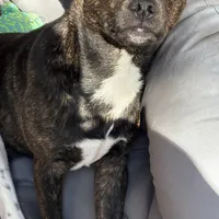 Bentley blue , a male Jack Russell Terrier and Dachshund for sale in Houston, TX – Photo 1 of 2