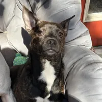 Bentley blue , a male Jack Russell Terrier and Dachshund for sale in Houston, TX – Photo 2 of 2