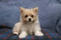 Cheekies, a male Yorkipoo for sale in Hacienda Heights, CA – Photo 5 of 5