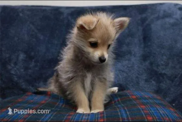 Cheekies – Yorkipoo puppy for sale in Hacienda Heights, CA