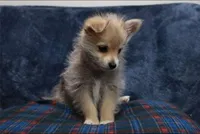 Cheekies, a male Yorkipoo for sale in Hacienda Heights, CA – Photo 1 of 5