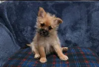 Cheekies, a male Yorkipoo for sale in Hacienda Heights, CA – Photo 3 of 5