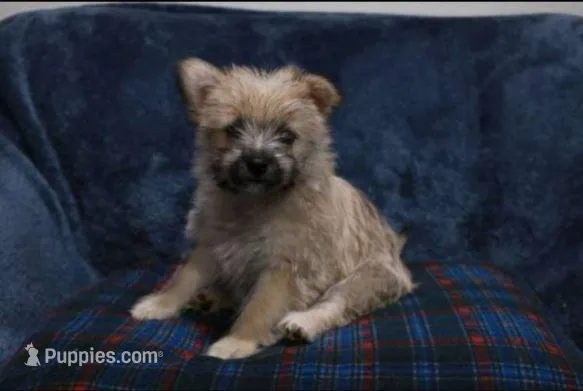 Marla – Yorkipoo puppy for sale in Hacienda Heights, CA