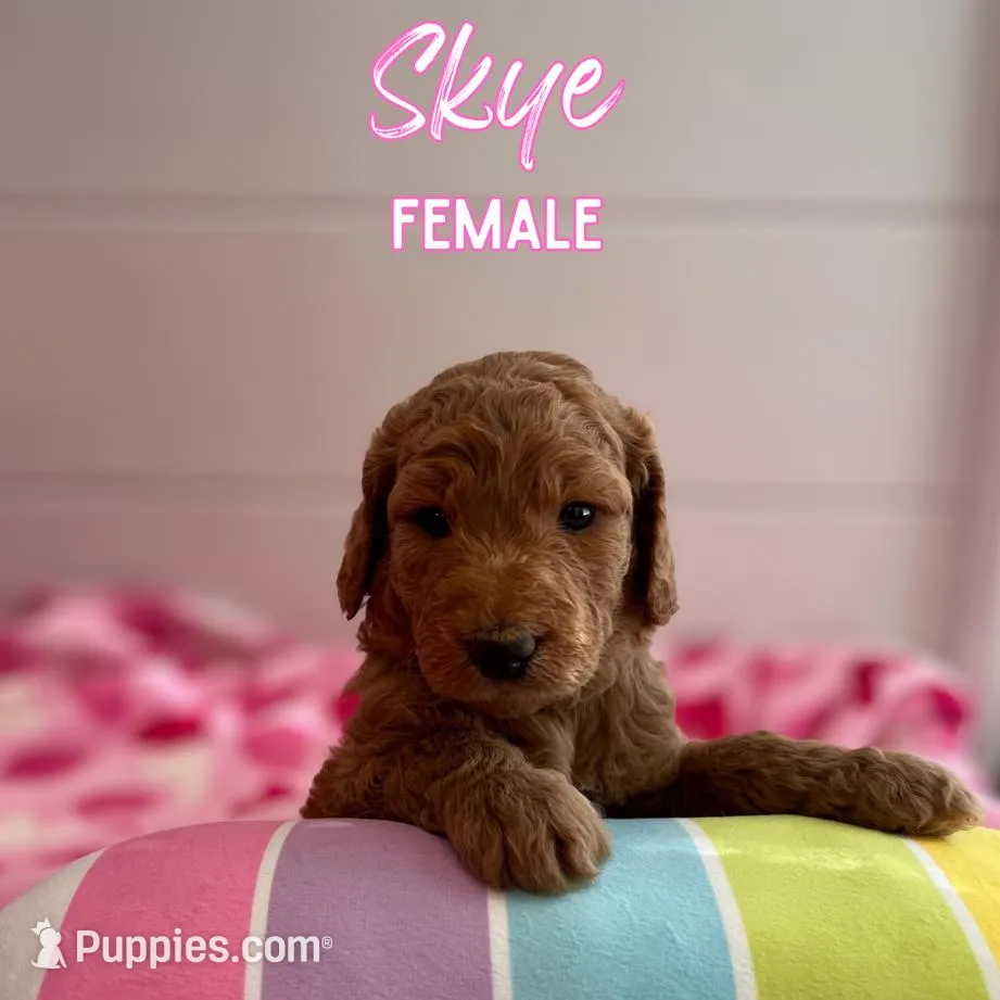 Skye, a female Goldendoodle for sale in Wake Forest, NC – Photo 5 of 5