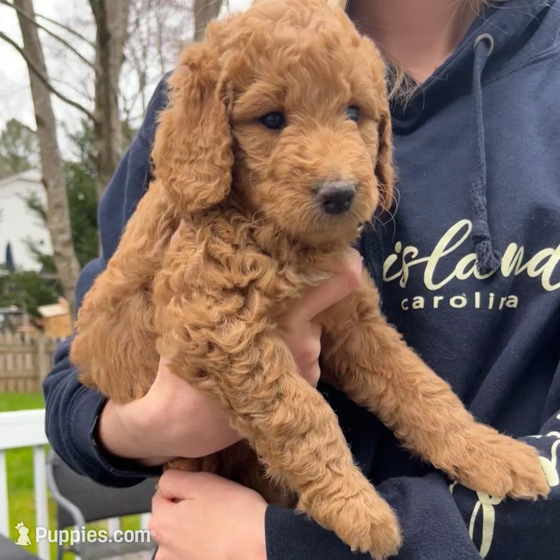 Skye – Goldendoodle puppy for sale in Wake Forest, NC
