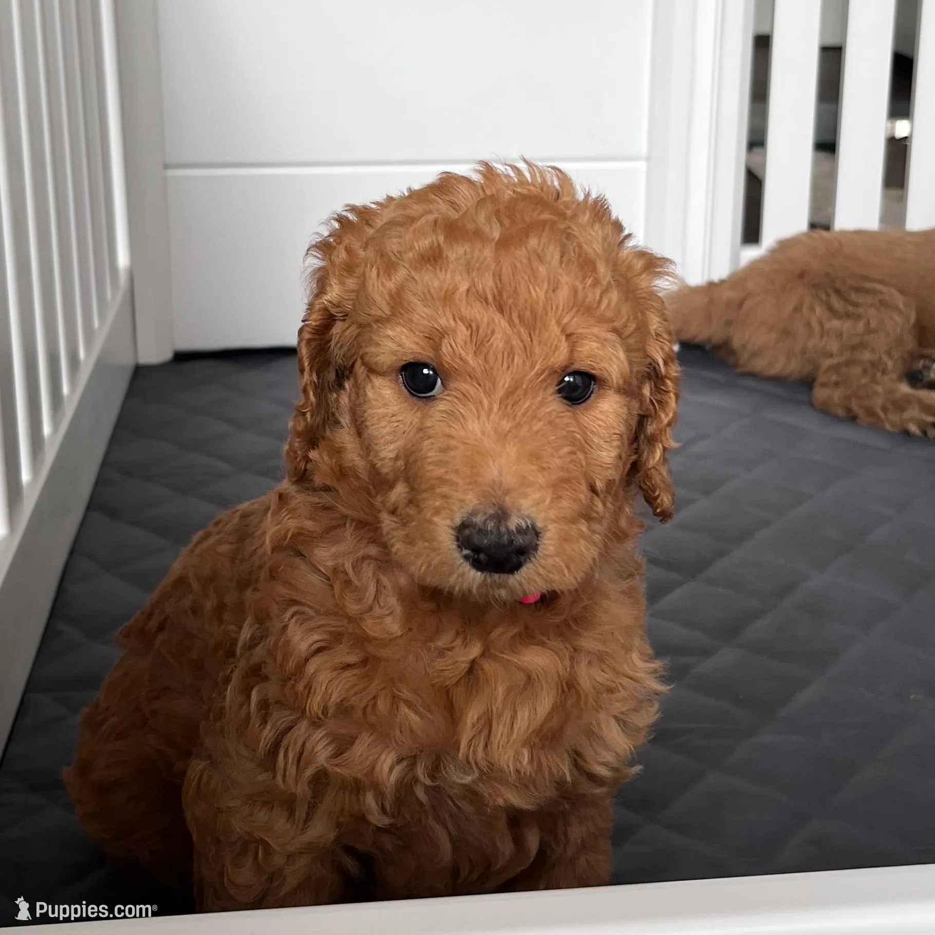 Skye, a female Goldendoodle for sale in Wake Forest, NC – Photo 2 of 5
