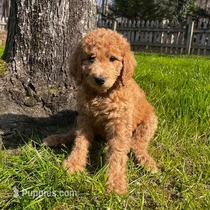 Skye, a female Goldendoodle for sale in Wake Forest, NC – Photo 4 of 5