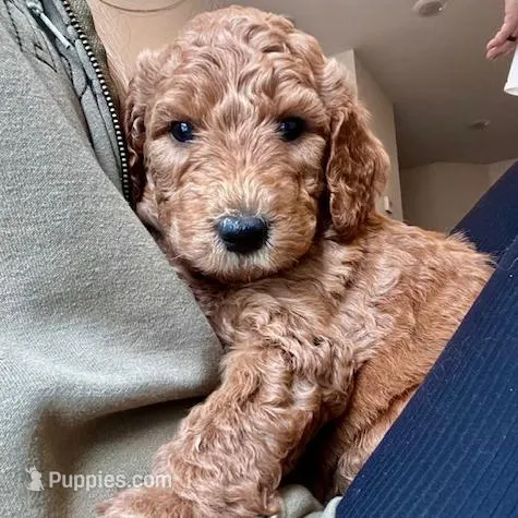 Skye, a female Goldendoodle for sale in Wake Forest, NC – Photo 3 of 5