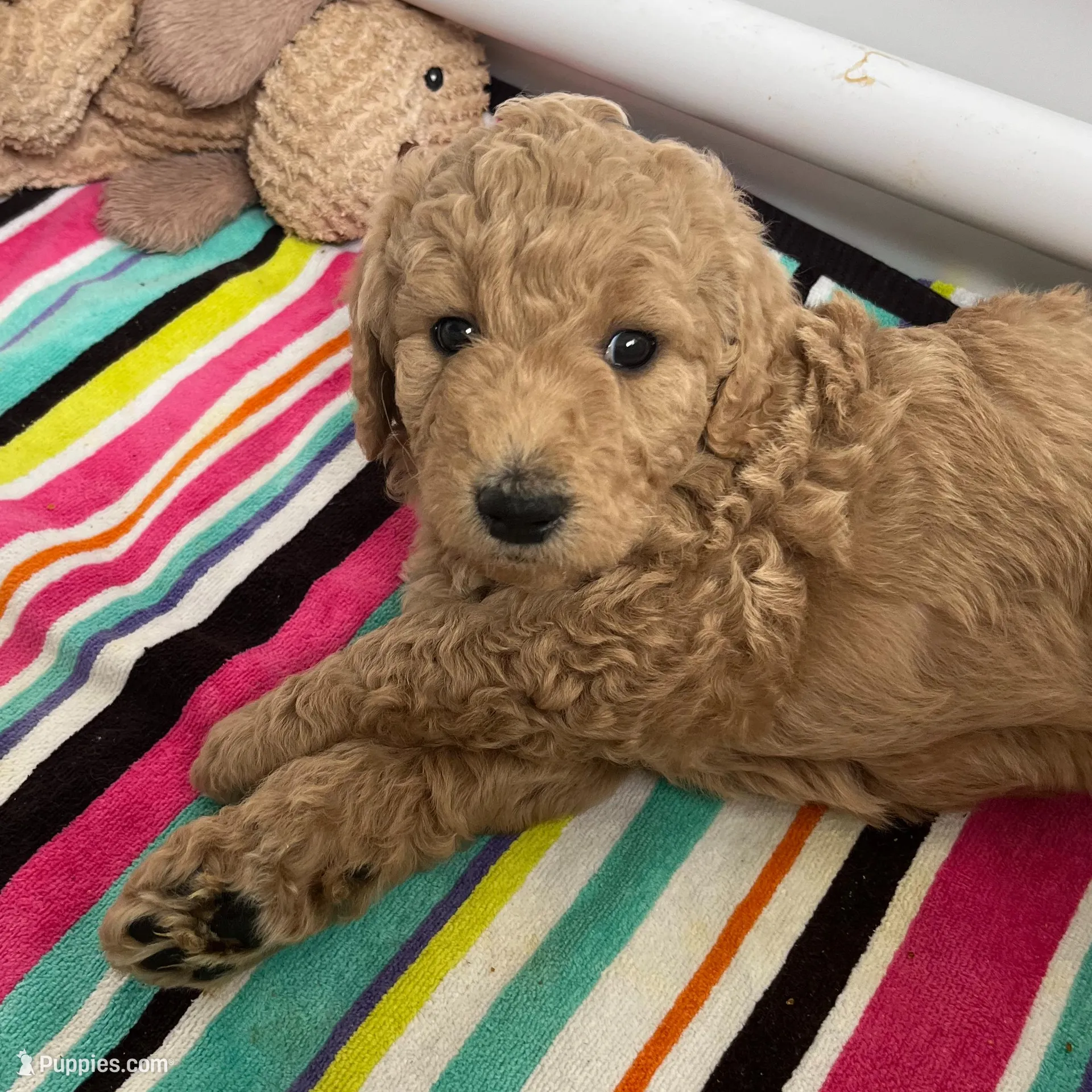 Chase, a male Goldendoodle for sale in Wake Forest, NC – Photo 6 of 7