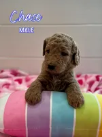 Chase, a male Goldendoodle for sale in Wake Forest, NC – Photo 7 of 7