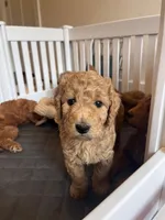 Chase, a male Goldendoodle for sale in Wake Forest, NC – Photo 1 of 7