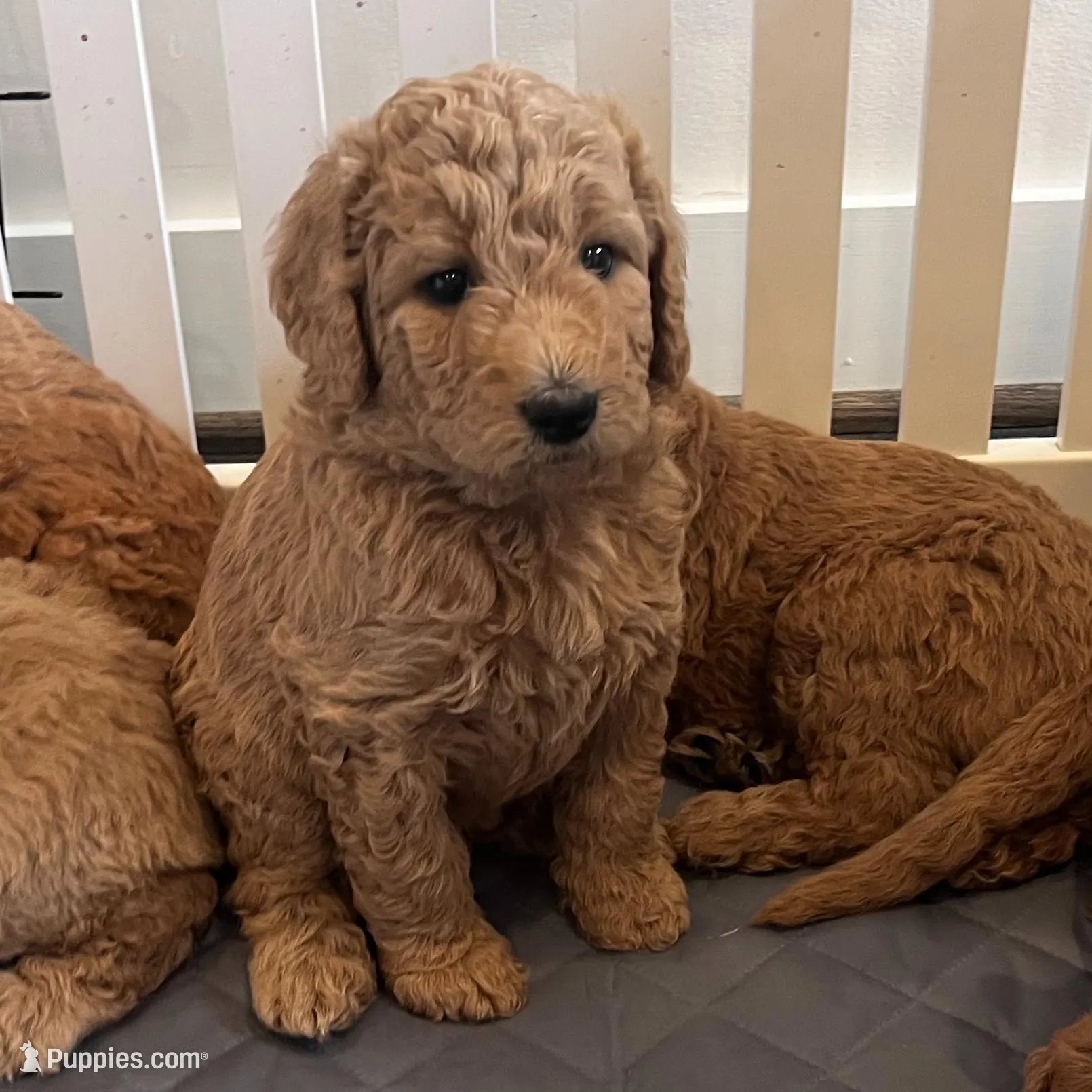 Chase, a male Goldendoodle for sale in Wake Forest, NC – Photo 4 of 7