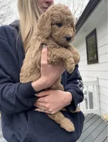 Chase, a male Goldendoodle for sale in Wake Forest, NC – Photo 2 of 7