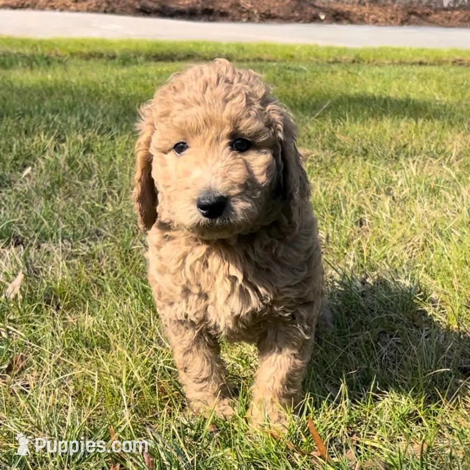 Chase, a male Goldendoodle for sale in Wake Forest, NC – Photo 3 of 7