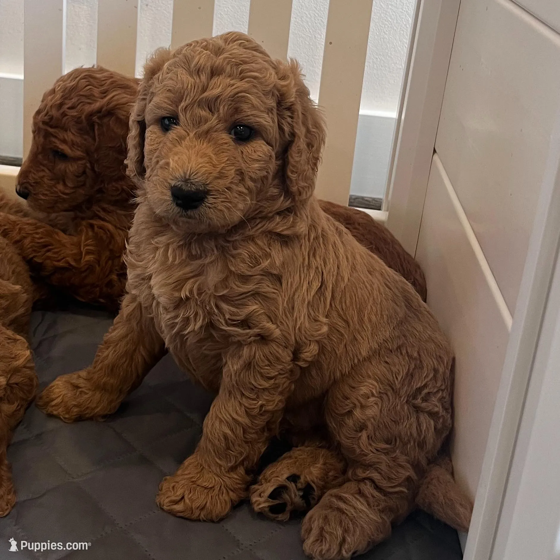 Chase, a male Goldendoodle for sale in Wake Forest, NC – Photo 5 of 7