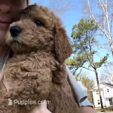 Marshall, a male Goldendoodle for sale in Wake Forest, NC – Photo 2 of 5