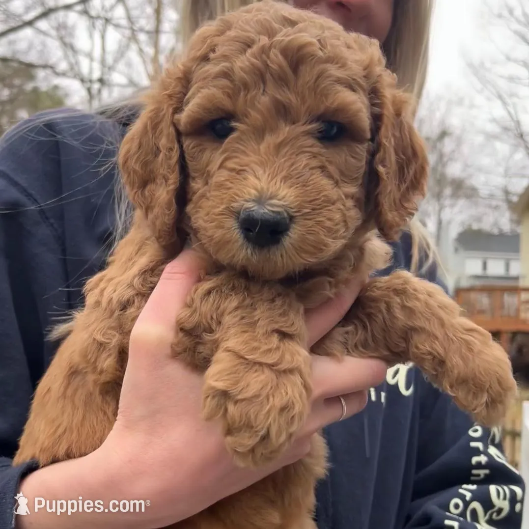 Marshall, a male Goldendoodle for sale in Wake Forest, NC – Photo 3 of 5