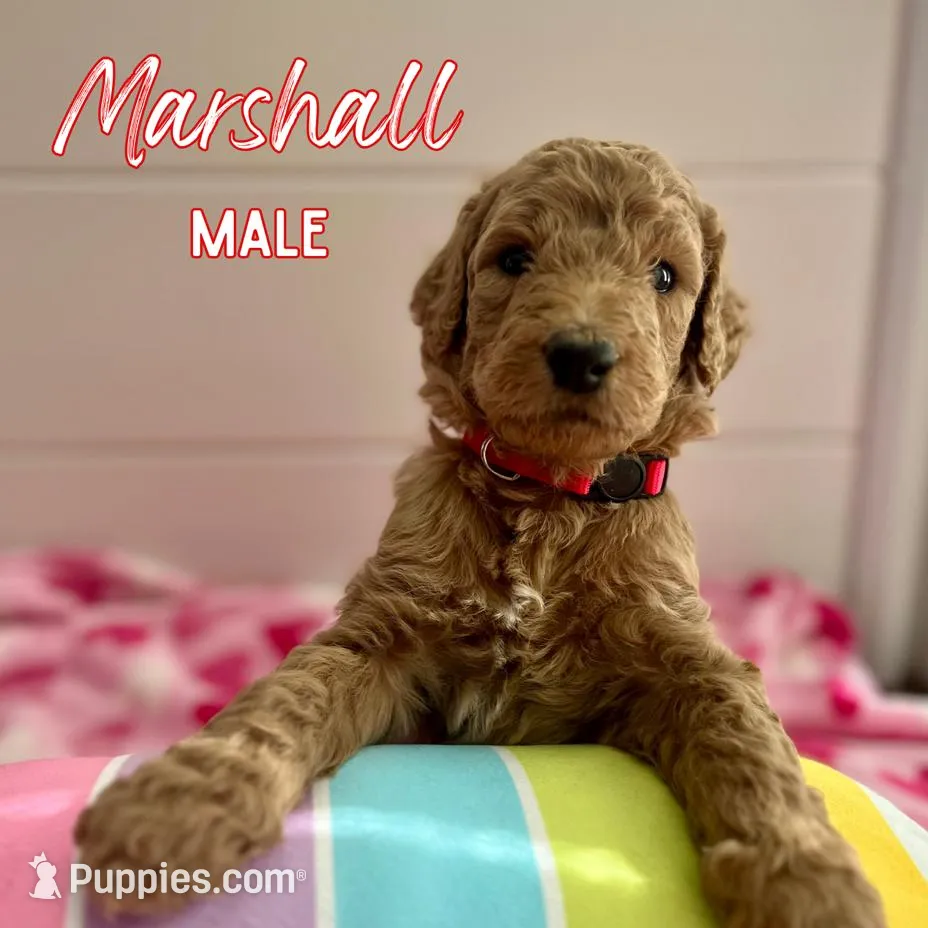 Marshall, a male Goldendoodle for sale in Wake Forest, NC – Photo 5 of 5