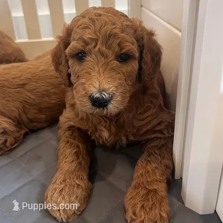 Marshall – Goldendoodle puppy for sale in Wake Forest, NC
