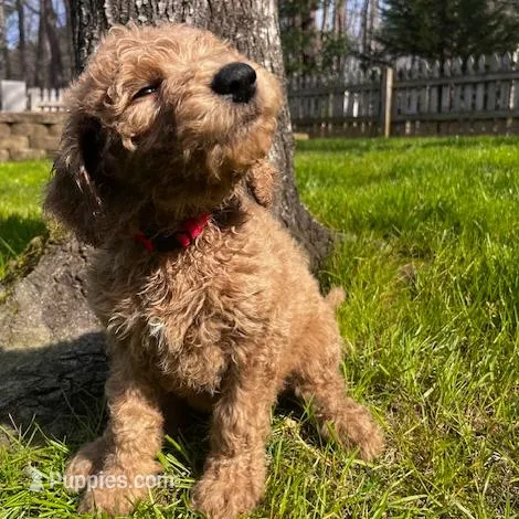 Marshall, a male Goldendoodle for sale in Wake Forest, NC – Photo 4 of 5