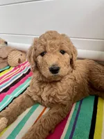 Rocky, a male Goldendoodle for sale in Wake Forest, NC – Photo 1 of 2