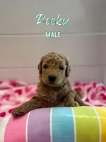 Rocky, a male Goldendoodle for sale in Wake Forest, NC – Photo 2 of 2