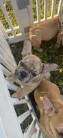 Knox , a male French Bulldog for sale in Cincinnati, OH – 2 of 3