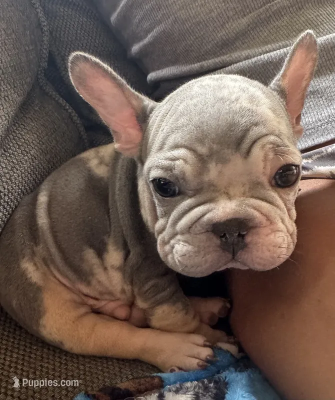 Diesel  – French Bulldog puppy for sale in Cincinnati, OH