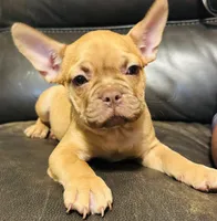Tator , a male French Bulldog for sale in Cincinnati, OH – 2 of 3
