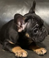 Bear , a male French Bulldog for sale in Cincinnati, OH – 2 of 3