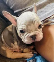 Diesel , a male French Bulldog for sale in Cincinnati, OH – 2 of 4
