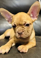 Tator , a male French Bulldog for sale in Cincinnati, OH – 3 of 3