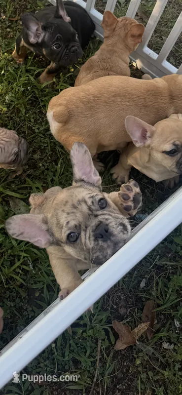 Knox  – French Bulldog puppy for sale in Cincinnati, OH